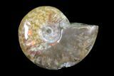 Iridescent, Red Flash Ammonite - Madagascar #82447-1
